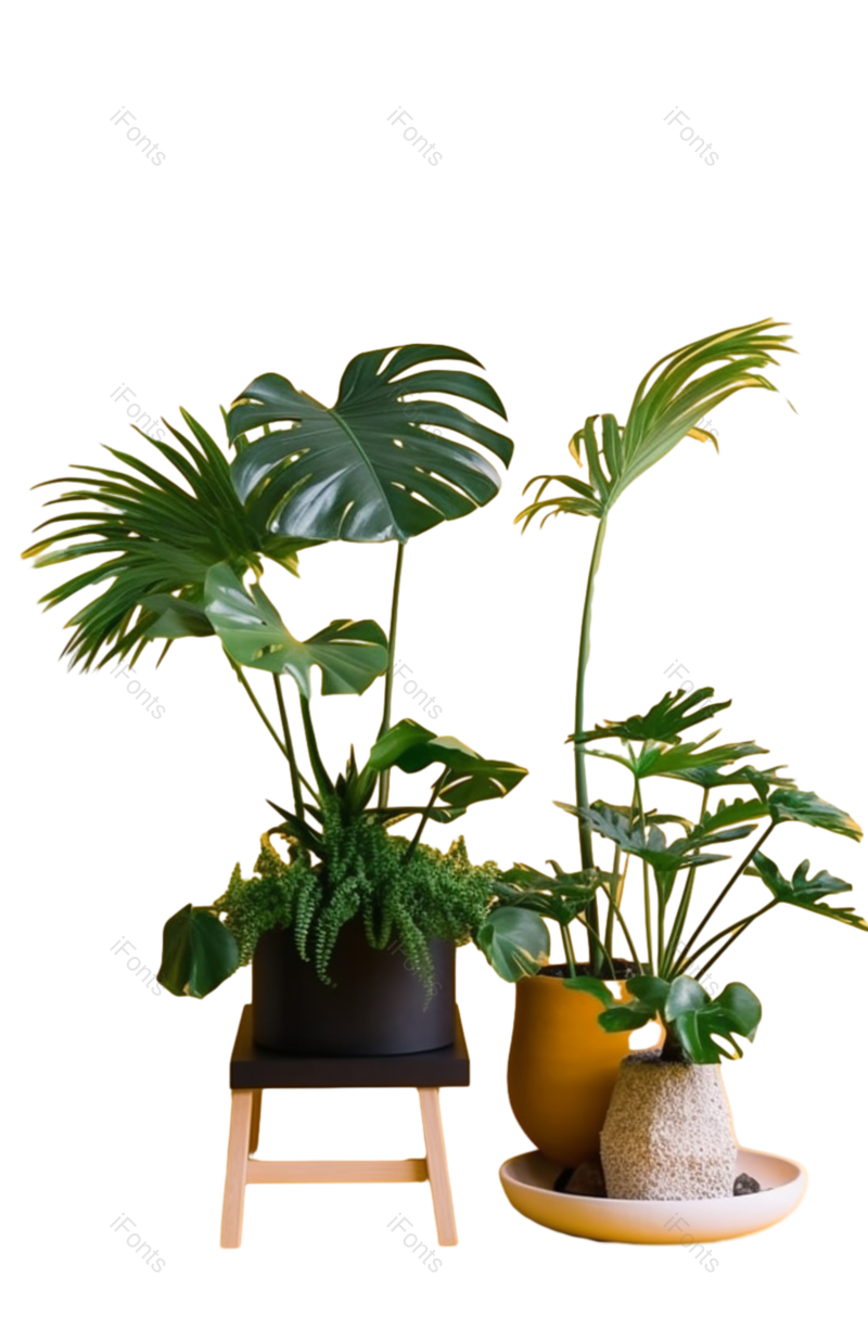 叶子图片,装饰元素,现代PNG,摄影免抠素材